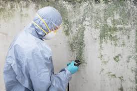 Best Attic Mold Removal in De Leon, TX